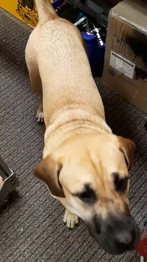 Shop dog vs. Air