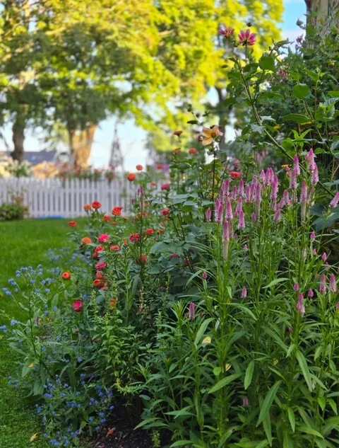 Second year cottage garden