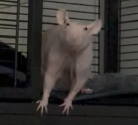 My favorite pictures of Explosion facing forward