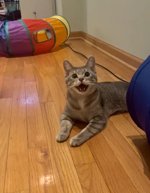 My cats face whenever I bring out her favorite toy