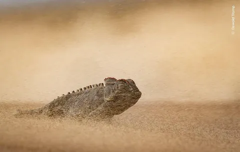 🔥Six Judges' Picks from the Shortlisted Images of Wildlife Photographer of the Year 62
