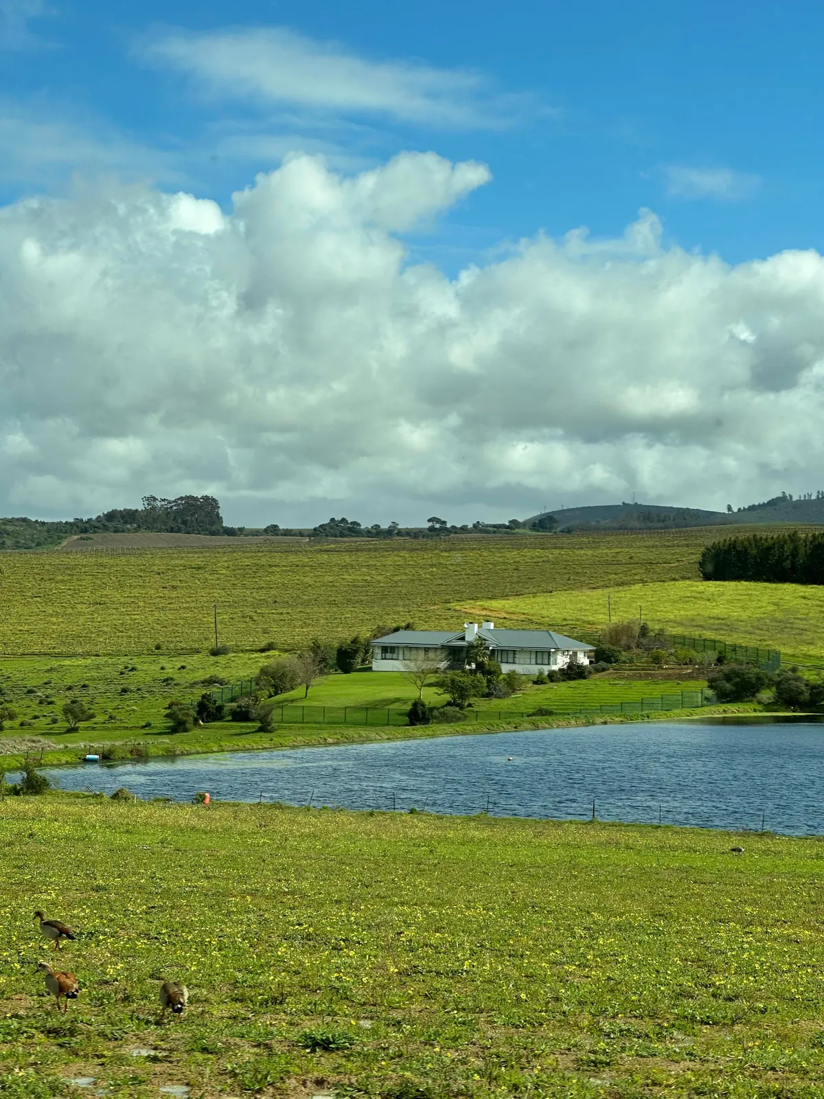 Cape Town is my new favorite city 🇿🇦