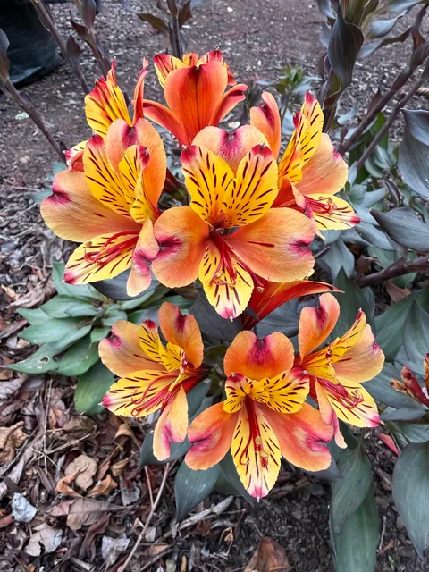 Alstroemeria - Peruvian lily