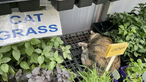 Went to the local nursery today to pick up some supplies. Saw this guy all tuckered out.