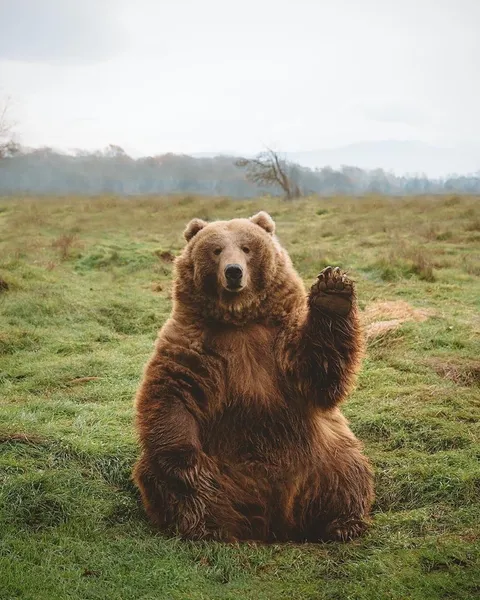 🔥 absolute unit kodiak bear