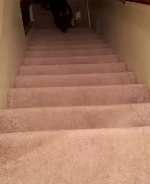 Teaching foster kitties to climb stairs 