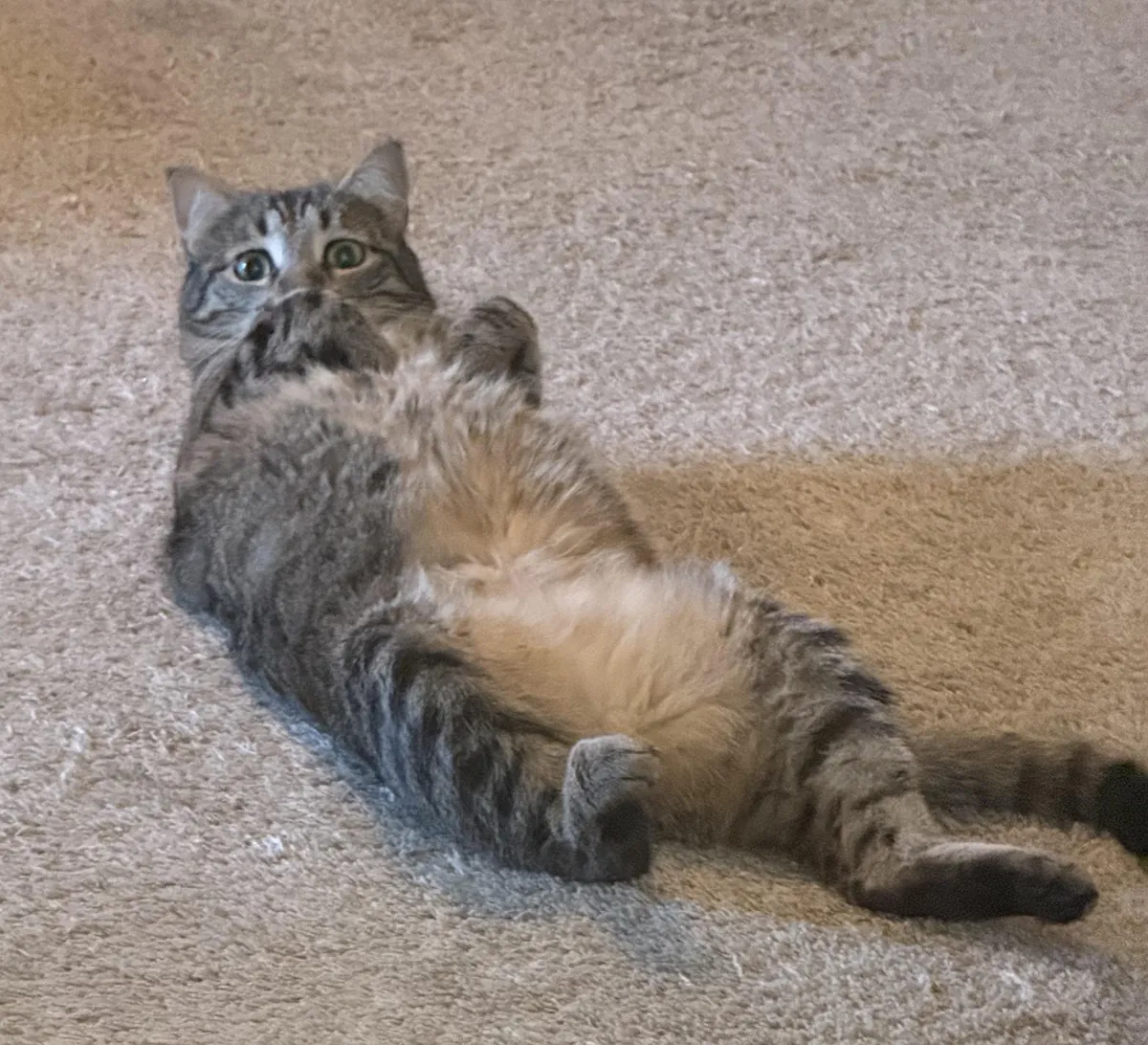 She just lies on her back, out of reach, and meows while staring at me