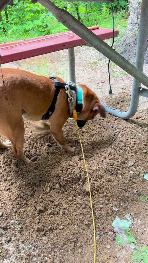 Bagel dug a perfectly Bagel-sized hole. We are very proud.
