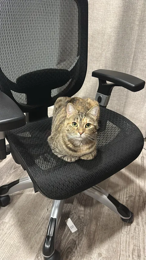 Manager Junior in the manager’s chair