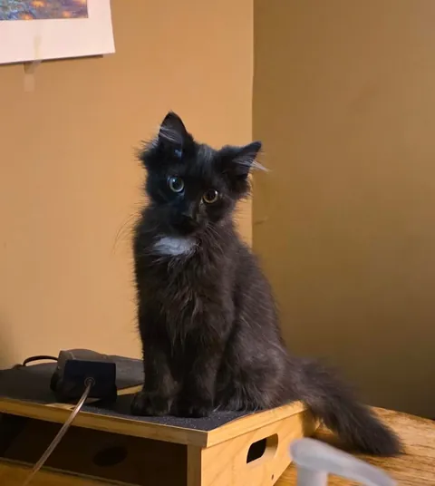 Scanning the room, searching for trouble 😂