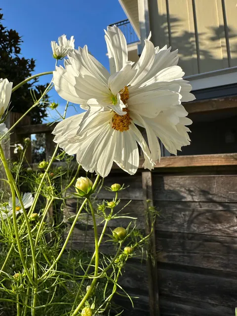 Fasciation at its finest!!