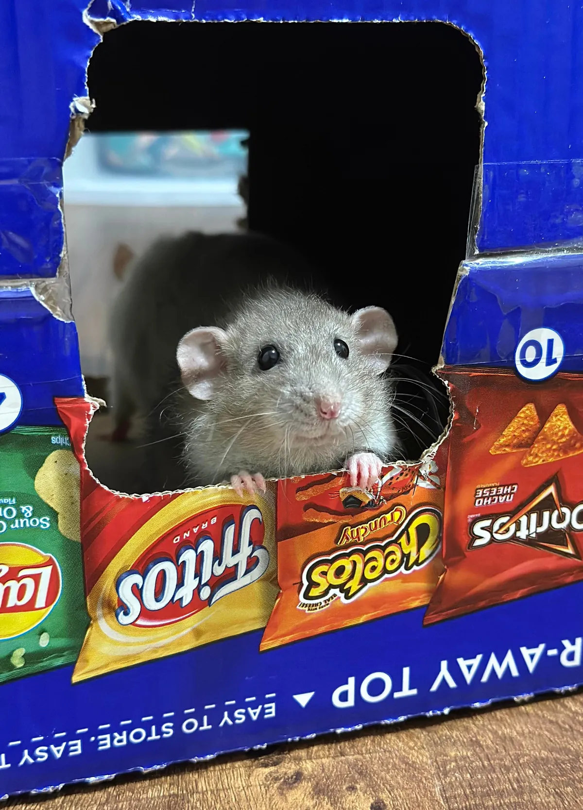 In Loving Memory of President Link 💔