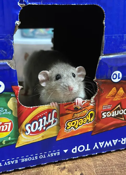 In Loving Memory of President Link 💔