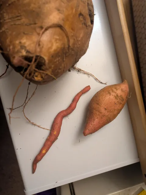 First time. Not sure if edible or not.