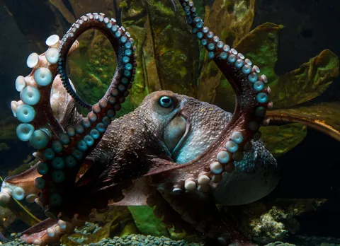 In 2016, an octopus named Inky escaped from a New Zealand aquarium. He crawled across the floor and wriggled through a drain pipe barely wide enough for his beak into the ocean, disappearing without a trace and leaving only wet trails behind.