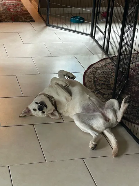 She was a free dog and she acts like it too