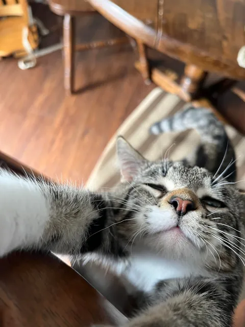 Bartholomew pooped on me😾