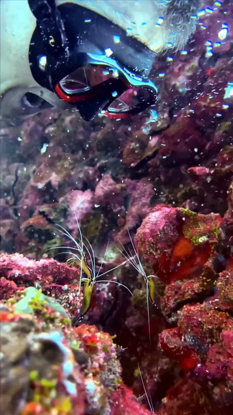 Nature's best dental hygienists : Cleaner Shrimps ( Lysmata amboinensis )