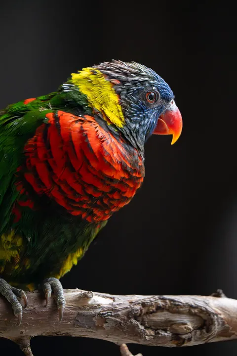 First photo I've considered worth posting here. Editing critiques?