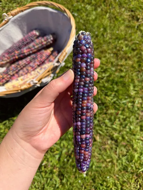 glass gem corn harvest! 🫶🏼