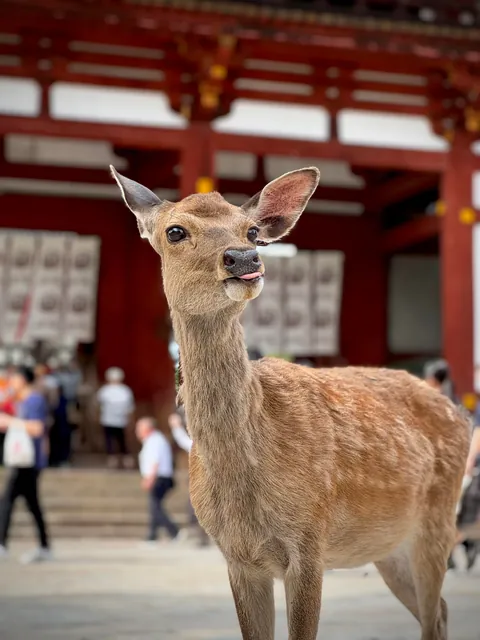 My thoughts after 2 weeks in Japan (Tokyo, Kyoto, Osaka)