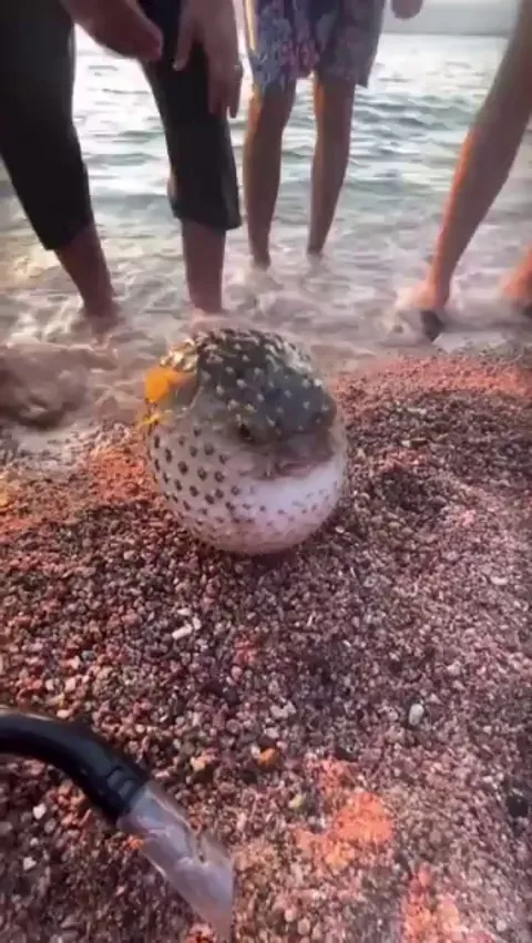 A puffer fish washed up ashore