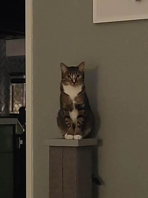 My cat being catish.