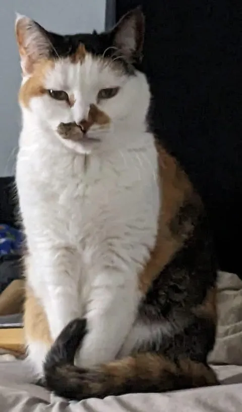 Goodbye Callie. 23 years old, with me for 20.