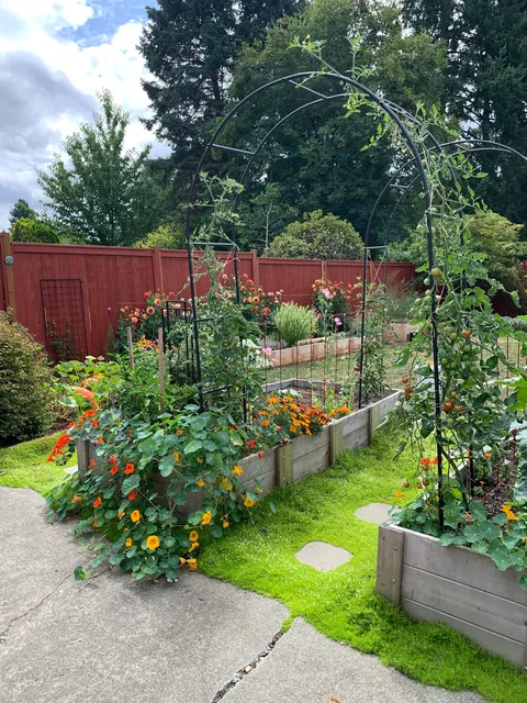 Frogs all over the garden yesterday