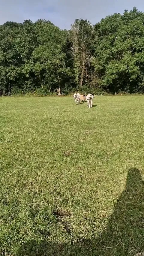All of my babies were so happy to see me this evening!! If only I had a way of petting them all at once.