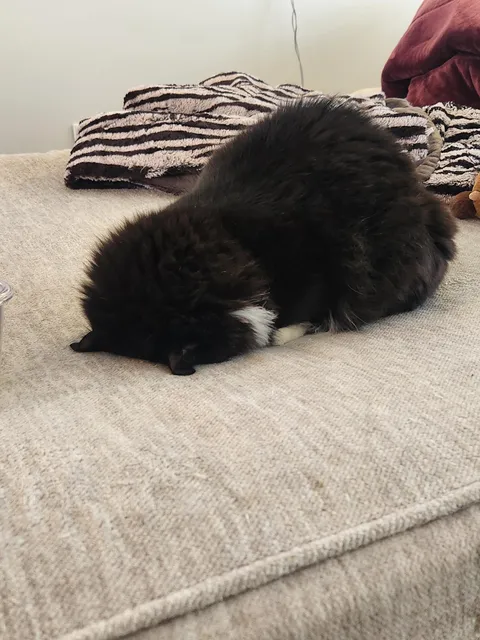 This is how my sister's cat sleeps