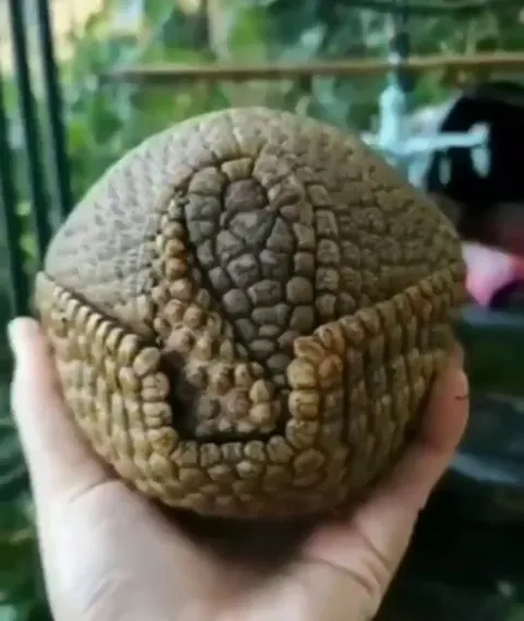 The way this armadillo forms a perfect ball