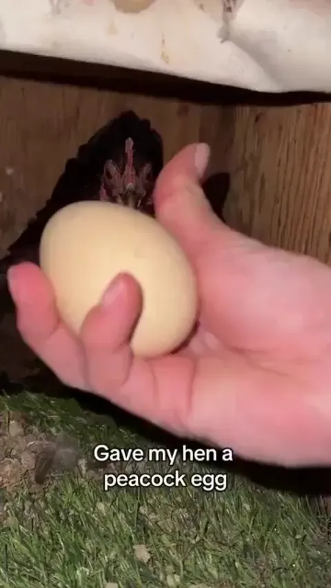 A true loving mother, regardless of her own species or not