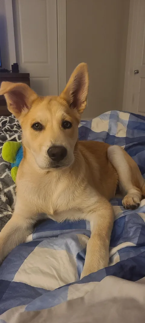 Happy Gotcha Day Biscuit! 5 yrs ago we picked you up from your foster home!