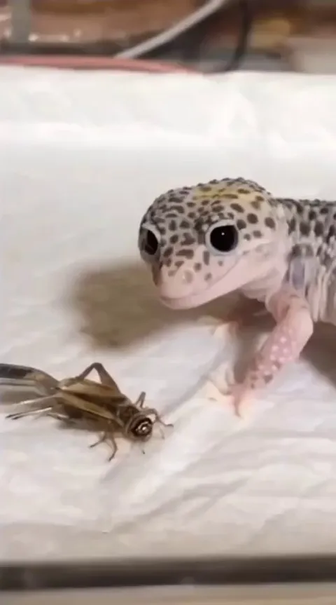 Bro has no enemies with that smile