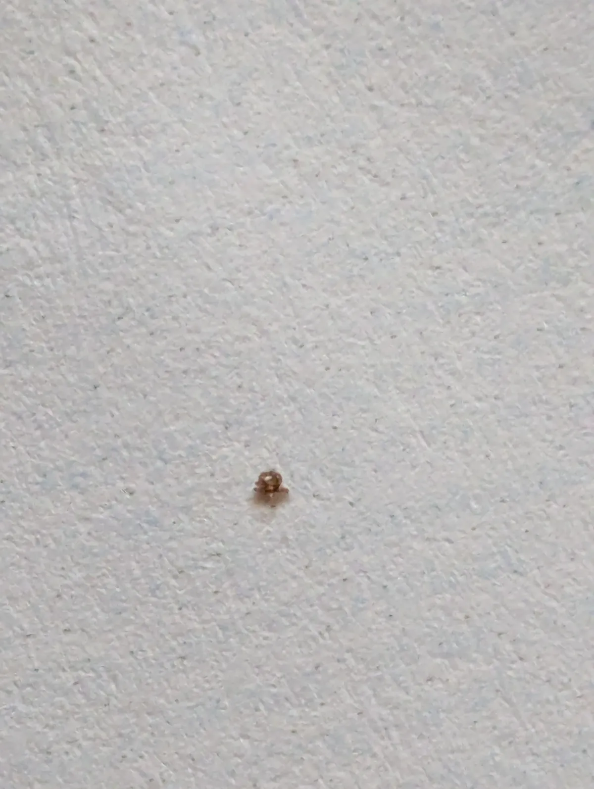 The smallest tick I have ever seen - was on my 3 year old's hand. A spoon for reference.