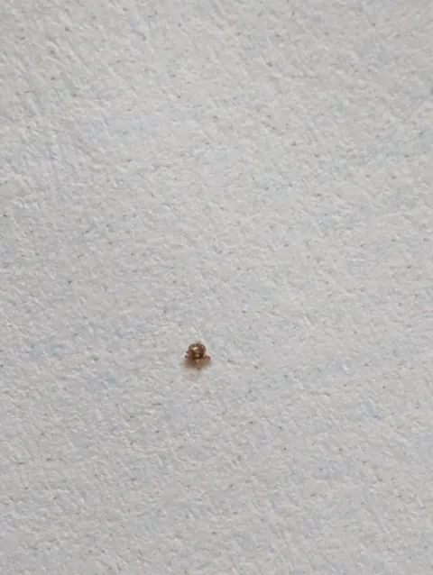 The smallest tick I have ever seen - was on my 3 year old's hand. A spoon for reference.