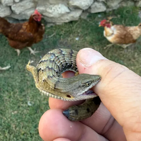 He did not appreciate my rescuing him from the tiny dinosaurs