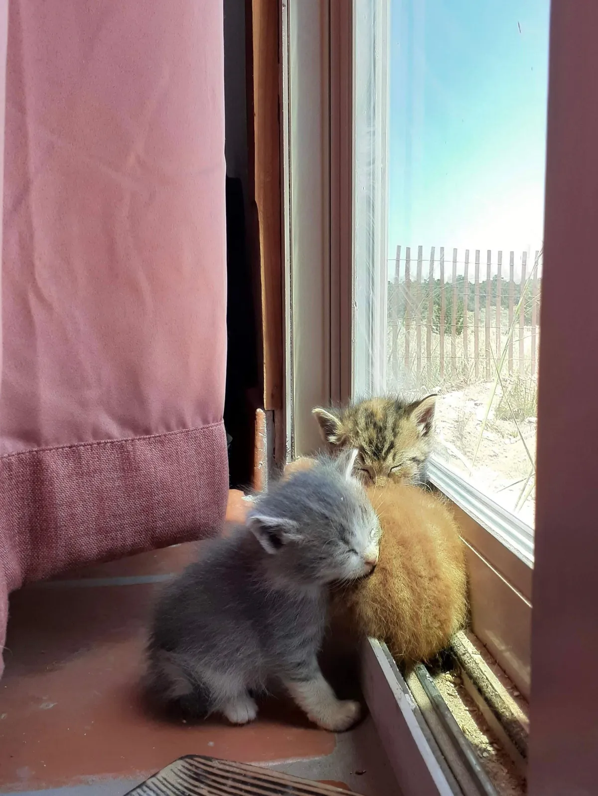 4 years ago my Girlfriend was taking a walk in the middle of nowhere in Arizona when she heard the tinest of cries coming from a PVC pipe. When she looked she found these little babies. She brought them home showered them with love.