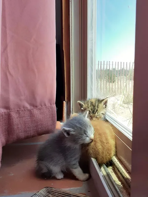 4 years ago my Girlfriend was taking a walk in the middle of nowhere in Arizona when she heard the tinest of cries coming from a PVC pipe. When she looked she found these little babies. She brought them home showered them with love.