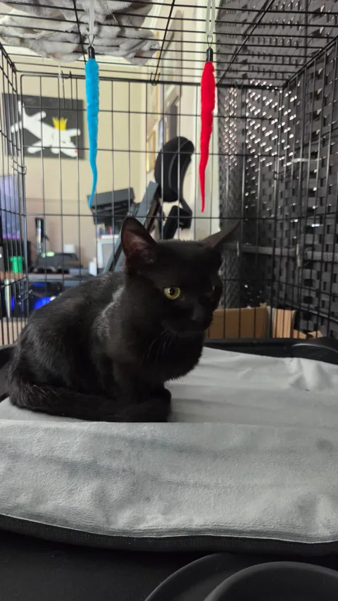 That was a quick reincarnation