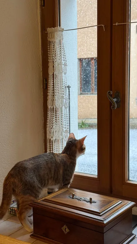 From the streets of Tunisia to the Alps, these two little rescued siblings finally found peace