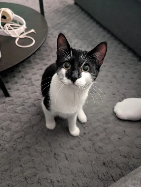 My first ever cat, i love her so much