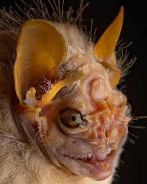 Bats photographed by Jose G. Martinez-Fonseca