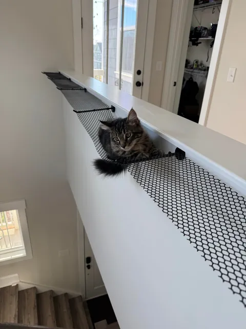 Need help discouraging cats from hanging out on a ledge