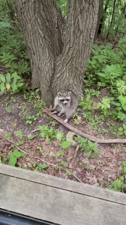 Ran into the chillest guy in the park