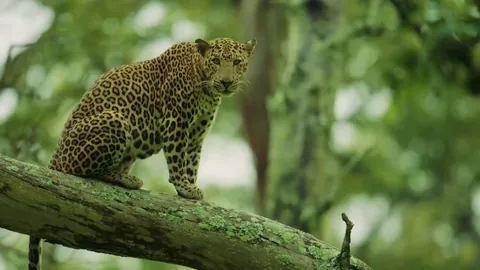 🔥 Leopard enjoys a lazy Monsoon day in Kabini Forest