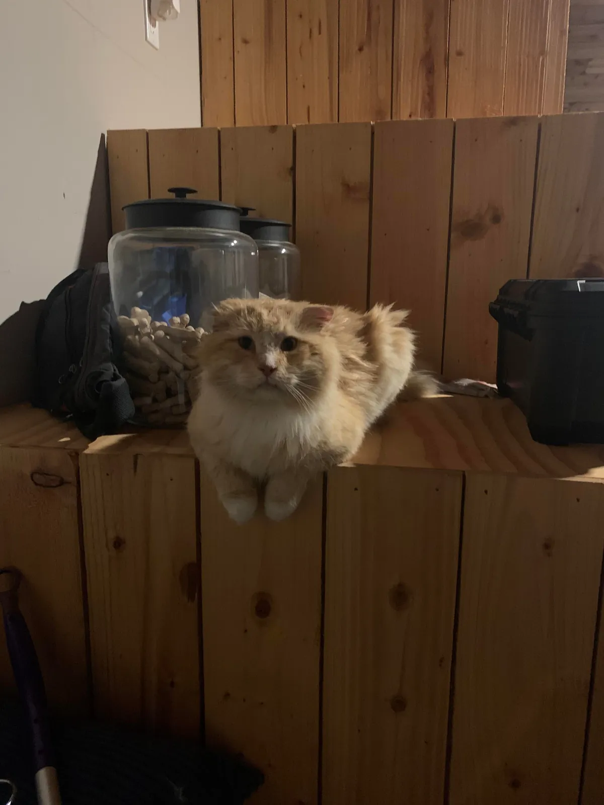 The transformation of Finnegan from forest cat to pampered city kitty