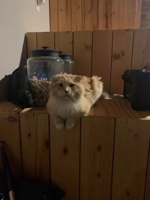 The transformation of Finnegan from forest cat to pampered city kitty