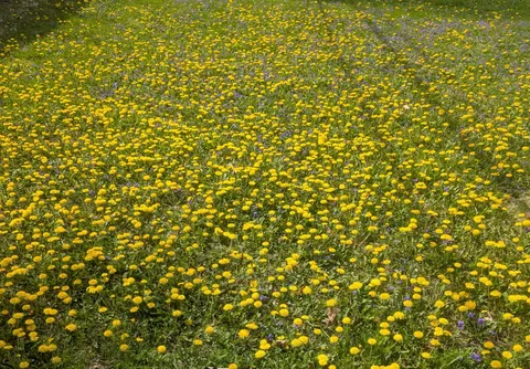 My neighbors have achieved complete Dandelion